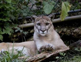 Mountain Lion